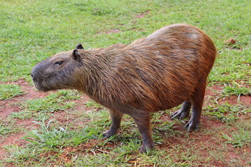 Capybara calmly eating grass on the edge of the park lake