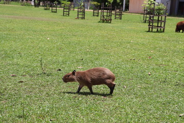 Capybara calmly eating grass on the edge of the park lake