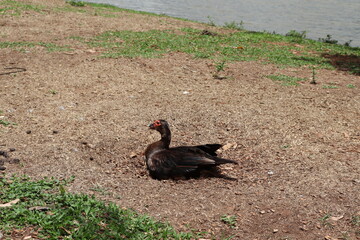 A mother duck caring for her eggs in her nest at the edge of the lake