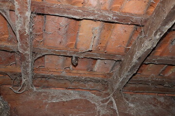 Bat hangs on a roof with lots of cobwebs, perfect hiding place, dark and horrifying