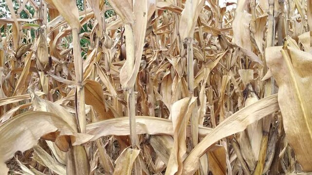 Dry maize field ready to harvest on hilly area during hot day time - hilly rural agricultural area concept