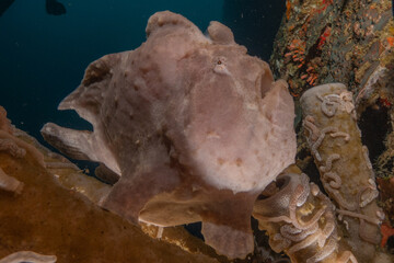 Fish swim in the Sea of the Philippines
