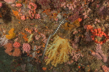 Banded Sea Krait Laticauda colubrina in the Sea of the Philippines
