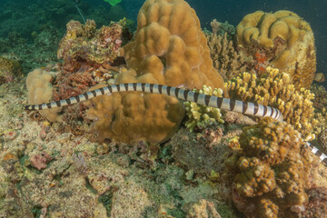 Banded Sea Krait Laticauda colubrina in the Sea of the Philippines
