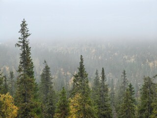 Lush evergreen forest enveloped in morning fog with vibrant foliage during autumn season