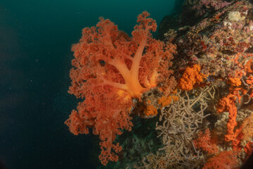 Coral reef and water plants in the Sea of the Philippines

