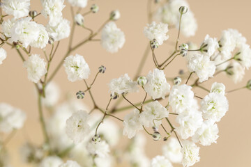 Beautiful white gypsophila flowers on beige background, closeup