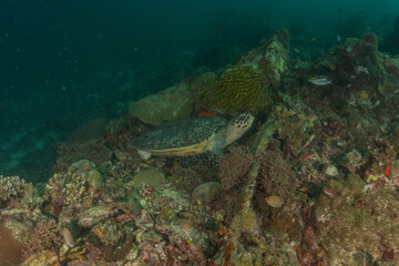 Hawksbill sea turtle in the Sea of the Philippines
