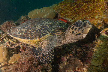 Obraz premium Hawksbill sea turtle in the Sea of the Philippines 