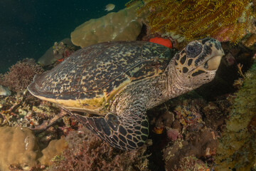 Hawksbill sea turtle in the Sea of the Philippines
