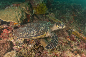 Hawksbill sea turtle in the Sea of the Philippines

