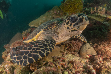 Fototapeta premium Hawksbill sea turtle in the Sea of the Philippines 