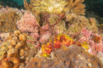 Ghost fish swim in the Sea of the Philippines
