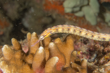 Corythoichthys Ocellatus Ocellated pipefish in the Sea of the Philippines