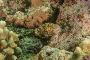 Moray eel Mooray lycodontis undulatus in the Sea of the Philippines

