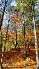 Sunny forest with autumn trees and vibrant colorful fallen leaves