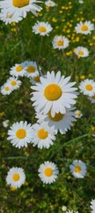 Fototapeta premium Bright white daisies blooming in a lush green meadow under sunlight
