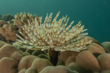 Coral reef and water plants in the Sea of the Philippines
