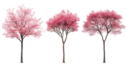 Japanese Cherry Trees Blossoming in Vibrant Pink Colors Generative AI