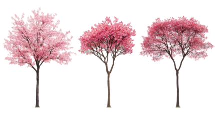 Japanese Cherry Trees Blossoming in Vibrant Pink Colors Generative AI