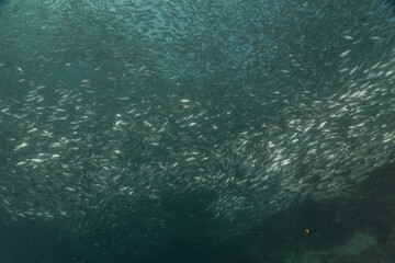 Fish swim in the Sea of the Philippines
