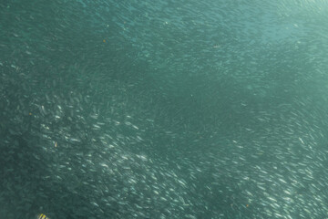 Fish swim in the Sea of the Philippines
