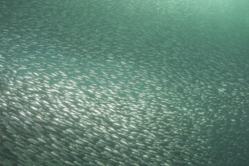 Fish swim in the Sea of the Philippines
