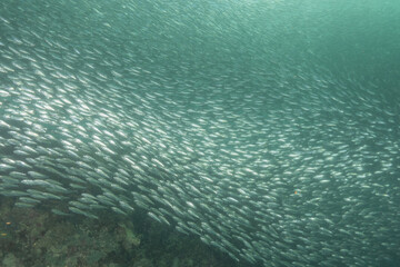 Fish swim in the Sea of the Philippines
