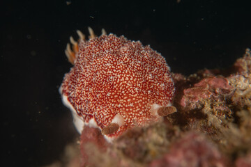 Sea slug in the Sea of the Philippines
