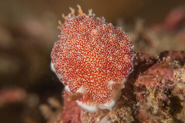 Sea slug in the Sea of the Philippines

