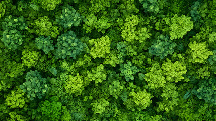 Aerial view of lush green forest canopy, dense foliage, overhead shot, nature background, perfect for environmental projects