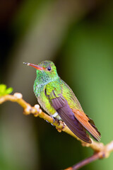 Rufous-tailed hummingbird (Amazilia tzacatl) sitting on a branch with its wings raised. A small green hummingbird with a red beak and a green background.