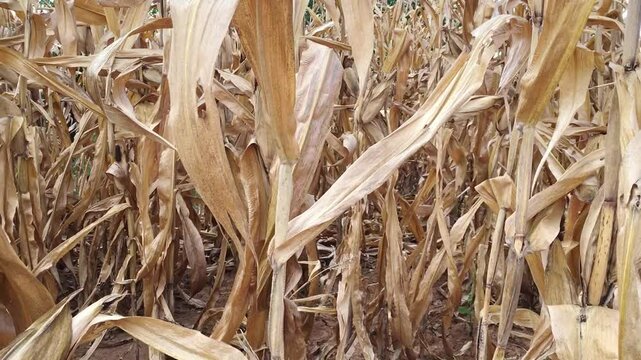 Dry maize field ready to harvest on hilly area during hot day time - hilly rural agricultural area concept
