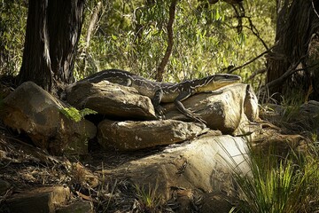 Obraz premium A goanna basking on sun-warmed rocks in the Australian bush, its tongue flicking out in search of scents