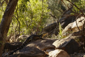 Obraz premium A goanna basking on sun-warmed rocks in the Australian bush, its tongue flicking out in search of scents