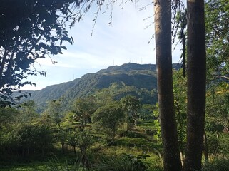 Lush Green Mountain Range Covered with Dense Forest Trees and Native Plants in Natural Landscape. Scenic View of Verdant Mountain Hills with Evergreen Trees and Nature-Loving Flora. Sinharaja Forest