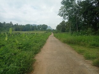 Paddy field Beauty. Green agriculture fields at the Dutch countryside around Tile. Rice fields nature photo. Majestic Landscapes of Sri Lanka. Breathtaking Beauty Capturing the Serene Essence Nature