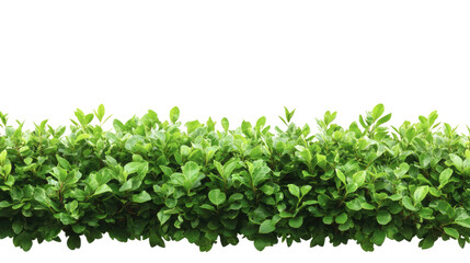 Obraz premium Lush Green Hedges in Neat Formation on Clear Background Generative AI
