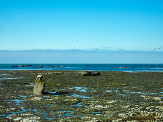 Uniquely textured rock formation on dynamic coastal landscape in Kaikoura, Canterbury, New Zealand....