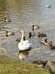 A graceful swan gliding on a calm pond surrounded by ducks during a serene afternoon