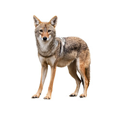 Fototapeta premium A solitary coyote stands on a pristine white background, showcasing its inquisitive nature and distinctive features. Great for wildlife themes.
