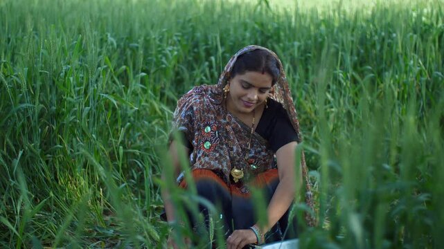 Rural Indian lady farmer cutting green fodder from her field - village life  desi lifestyle  agriculture  harvesting. A female farmer in her farm - working in fields  rural area  cultivation  iron ...