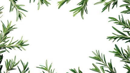 Obraz premium Fresh rosemary sprigs arranged in a delicate frame against a bright white background