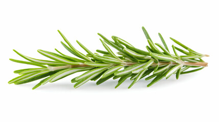 Fototapeta premium Fresh rosemary sprig isolated on white background, ideal for culinary or herbal recipes