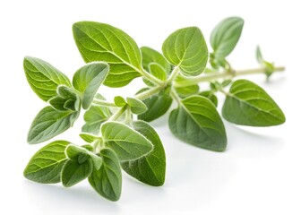 fresh basil isolated on white