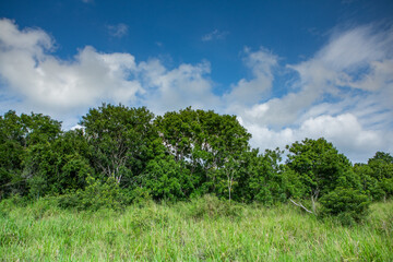 Obraz premium Landscape with wild nature from Yala National Park in Sri Lanka. Travel to Asia.