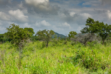 Obraz premium Landscape with wild nature from Yala National Park in Sri Lanka. Travel to Asia.