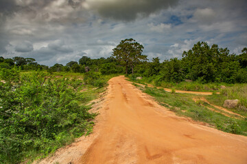 Landscape with wild nature from Yala National Park in Sri Lanka. Travel to Asia.