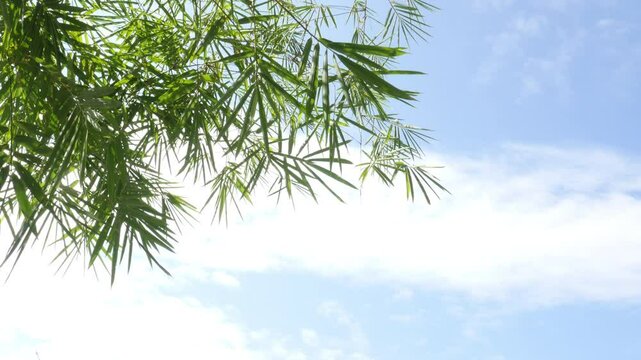 Green waving bamboo leaves by wind blow over white cloud sky background - natural relax background concept