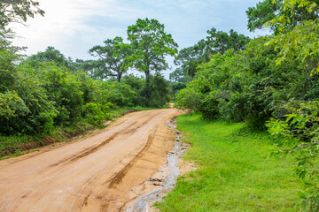 Landscape with wild nature from Yala National Park in Sri Lanka. Travel to Asia.